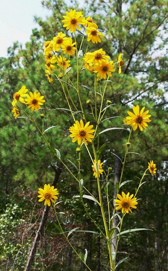 {Helianthus verticillatus}